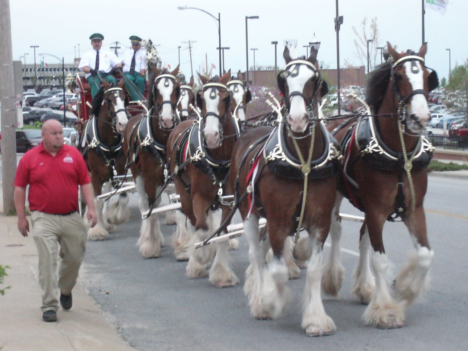 5 Acre Dream (minus the 5 acres) Budweiser Clydesdales!