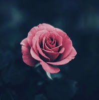 Le Reve Spa Rose Moisture Plus Moisturising Cleanser