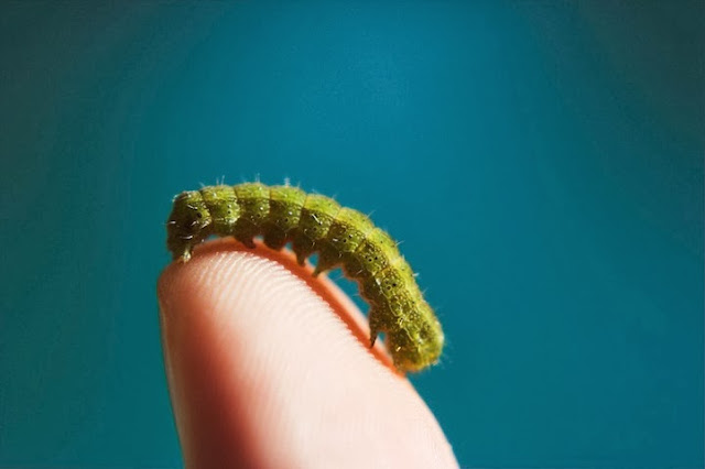 Animales pequeños del tamaño de tu dedo