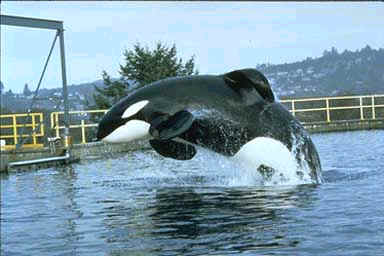 Orca Keiko