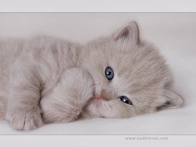 hình ảnh Avatar mèo con đẹp, dễ thương nhất, meo con de thuong