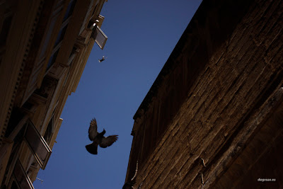 Paloma volando en una calle de Valleta en Malta, Feliz Año 2013 desde dfhoto dfhoto publica tus partituras Paloma volando en una calle de Valleta en Malta, Feliz Año 2013 desde dfhoto