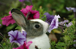 ermm...rabbit in the garden..