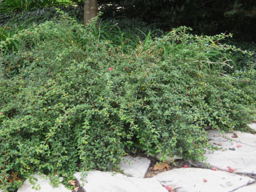 Future Plants By Randy Stewart Cotoneaster