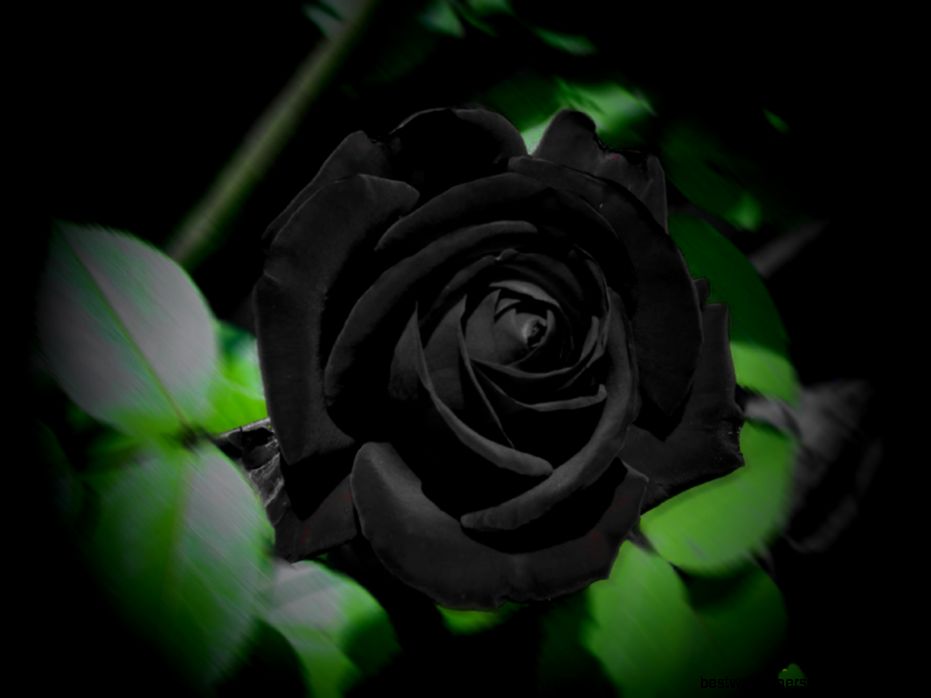 Black Rose HD Wallpaper 801 Flowers Wallpaper Black Rose HD Wallpaper 801 Flowers Wallpaper