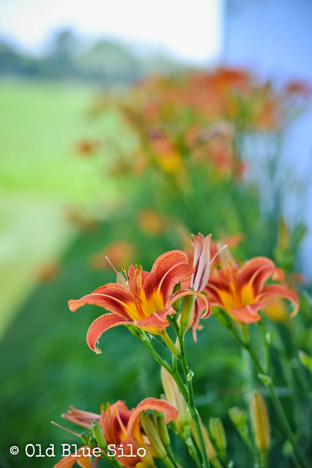 Old Blue Silo Tiger Lilies on the Farm