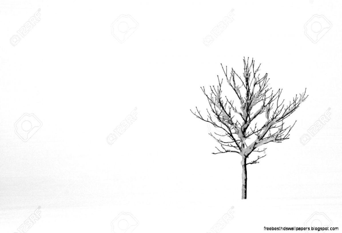 Small Single Tree In A Snow Covered Field Stock Photo Picture And Small Single Tree In A Snow Covered Field Stock Photo Picture And