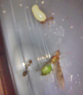 Ratu Semut
