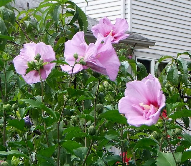 Rose of Sharon