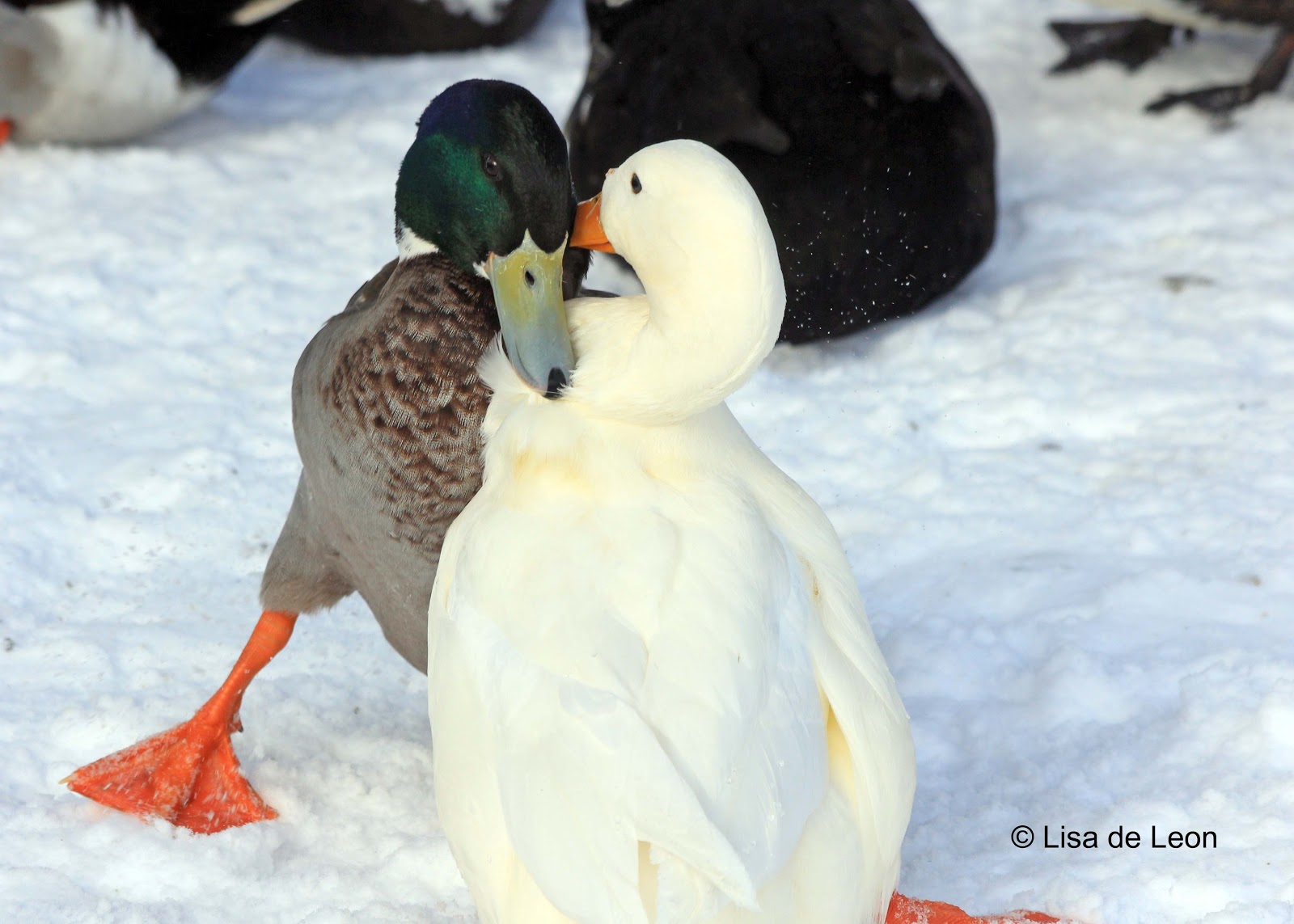Birding with Lisa de Leon Duck Fight!