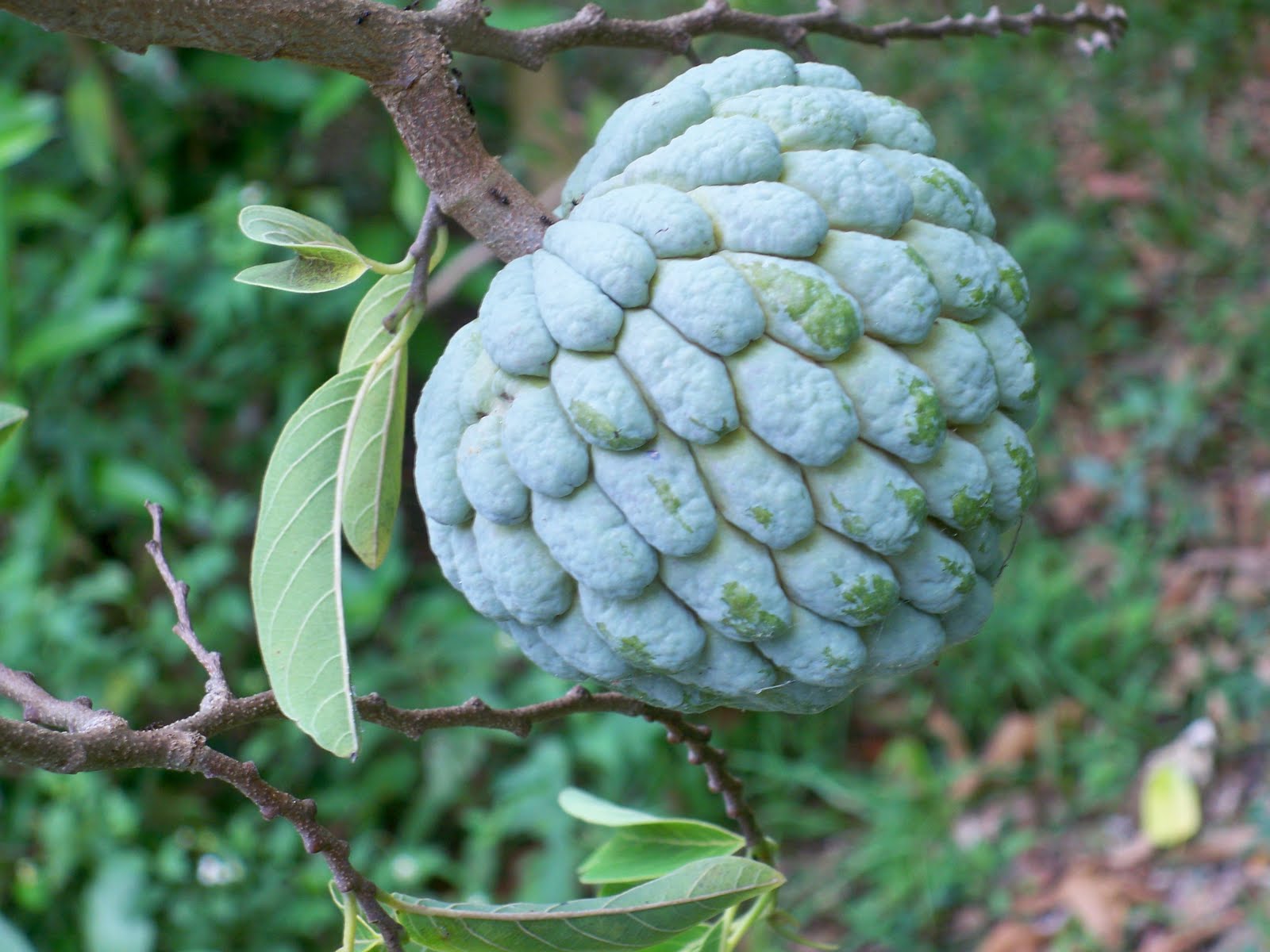 Jamaican Foodie Jamaican Food Glossary