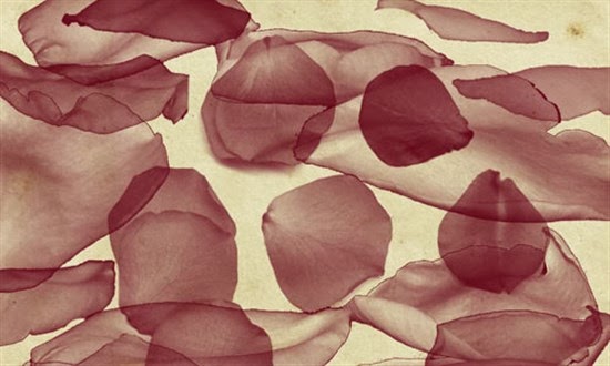 Photoshop Petals Rose Brush Photoshop Petals Rose Brush