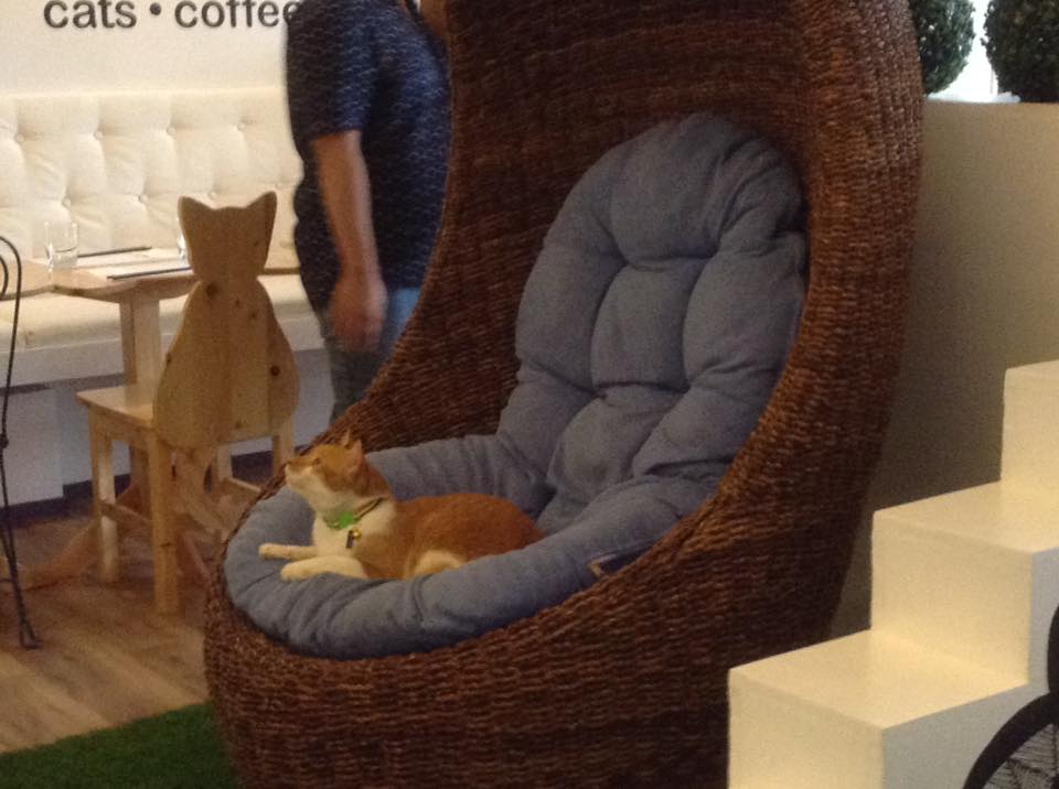 The Cat House Cafe, A Haven for Cat Lovers Mommy's MAG Life