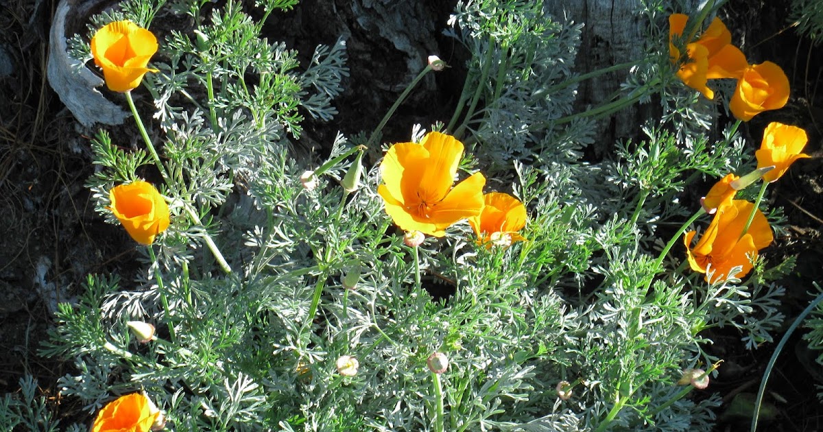 download free personal vpm