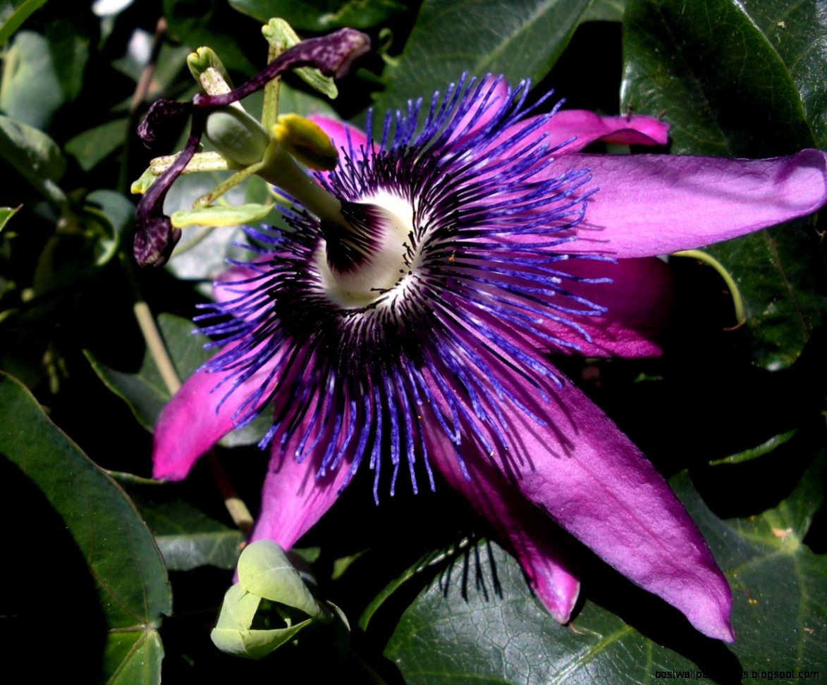 16 Most Beautiful Purple Passion Flowers Flower Meanings 16 Most Beautiful Purple Passion Flowers Flower Meanings