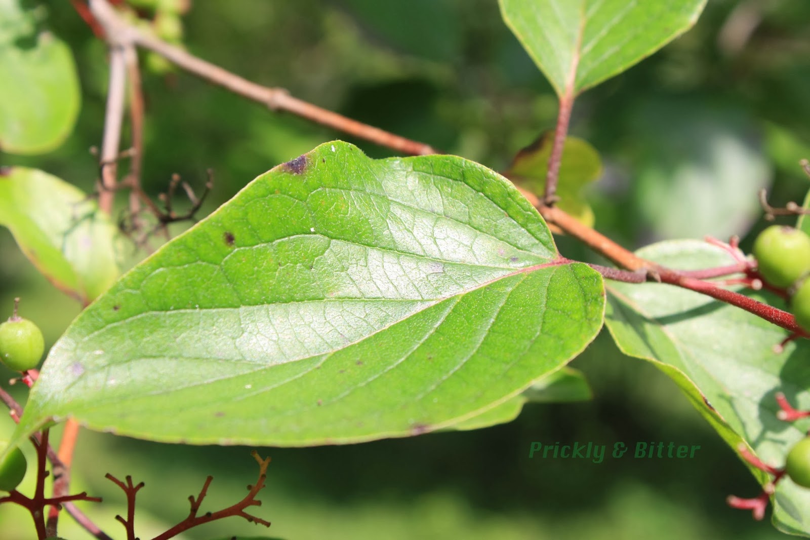 Prickly and Bitter The dogwood with sandpaper leaves