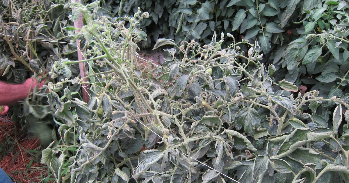 IowaVegetables Spray but not sway Roundup damage on tomatoes