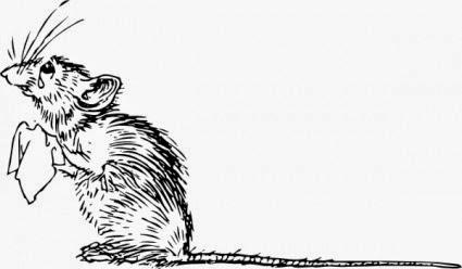 دراسة: الفئران تشعر بالأسف بعد قرارت خاطئة.