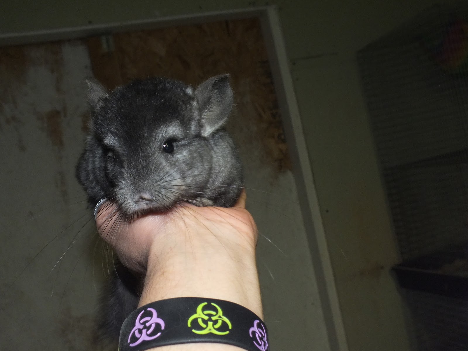 furry chinchillas can chinchillas be evil?