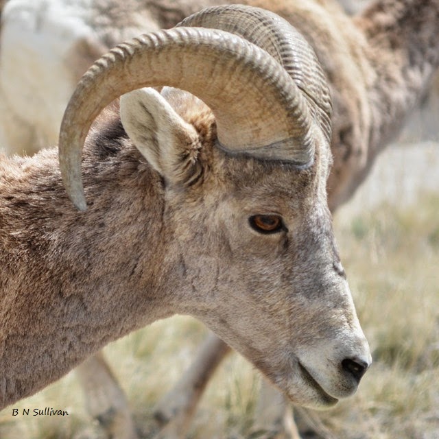Bighorn Sheep ram (Ovis canadensis), South Dakota