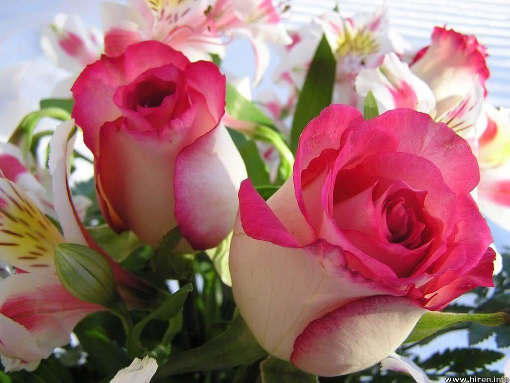 அன்பு பதிவுகள் 3000 தேனி சூர்யா பாஸ்கராவை வாழ்த்துவோம்... Beautiful+roses
