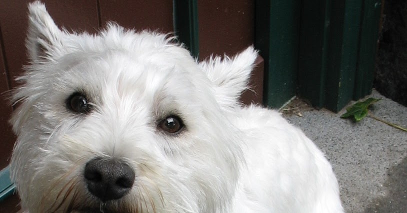Vettie Notizen einer Wetterauer Tierärztin Narkose geplant
