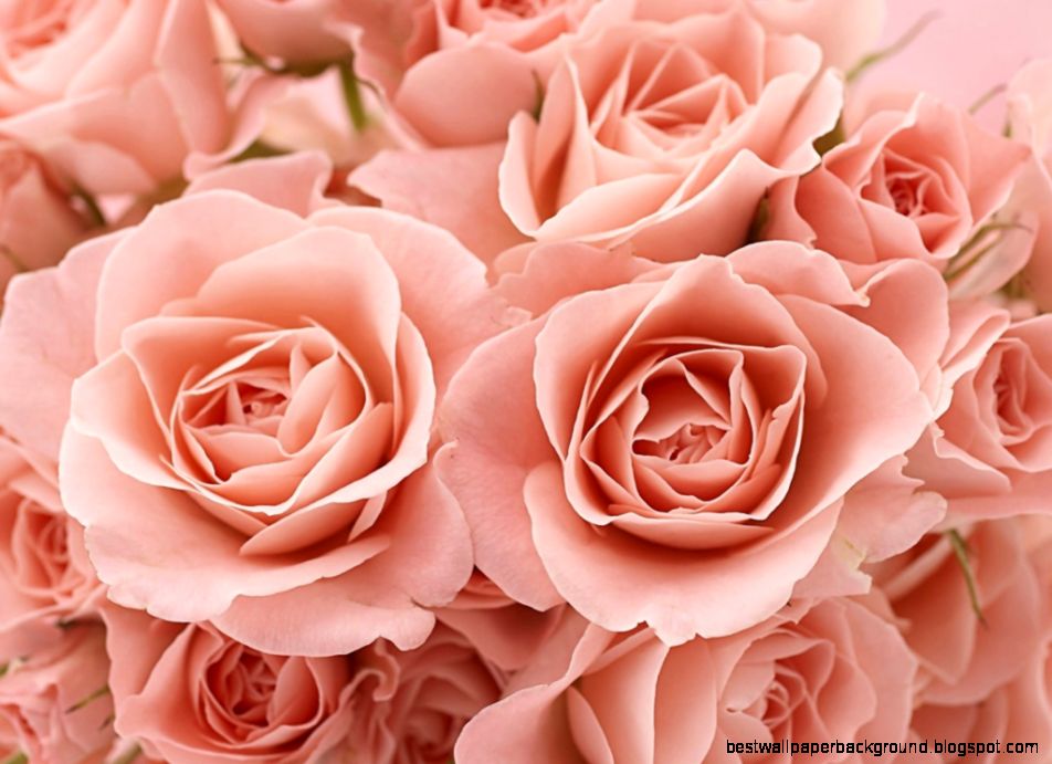 1024x768 Pink Roses desktop PC and Mac wallpaper 1024x768 Pink Roses desktop PC and Mac wallpaper