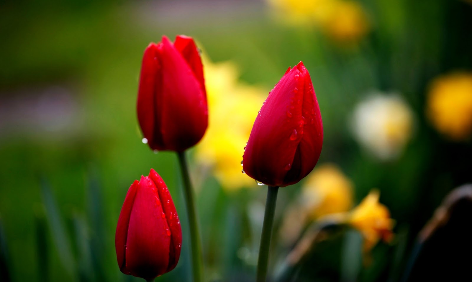 Nature Flowers Red Tulips Nature Flowers Red Tulips