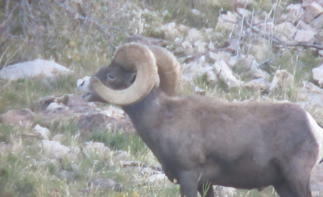 Desert+Bighorn+Sheep+Hunt+Photos+in+Arizona+Unit+15D+with+Colburn+and+Scott+Outfitters.++Sheep+Guides+4.jpg