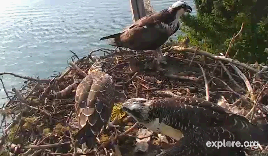 osprey nest live serenity