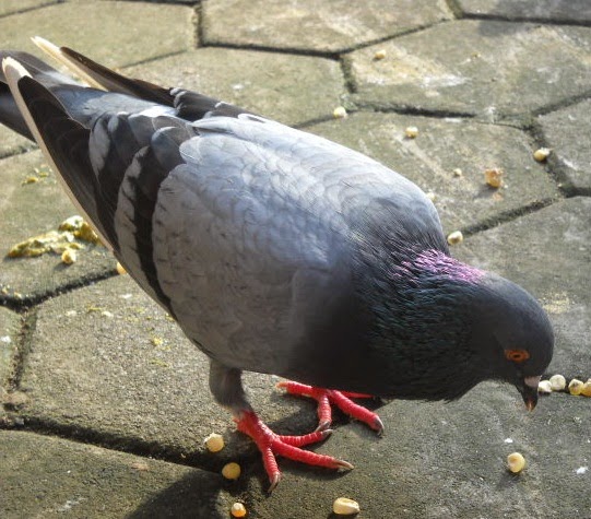 Merpati Kolong ruang usaha dan info property