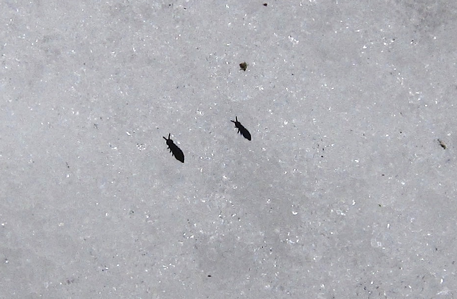 actual size springtails actual size springtails