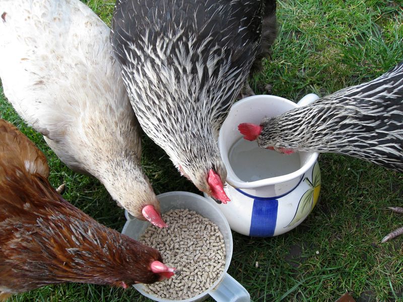 The Orchard Year Chickens in the Orchard