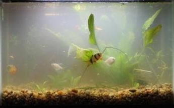 cycling fish tank with plants