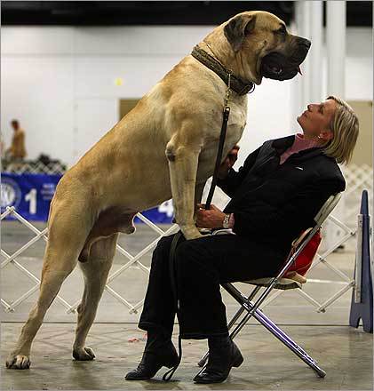 Full Grown Bullmastiff Bullmastiff Full Grown Bullmastiff Dog