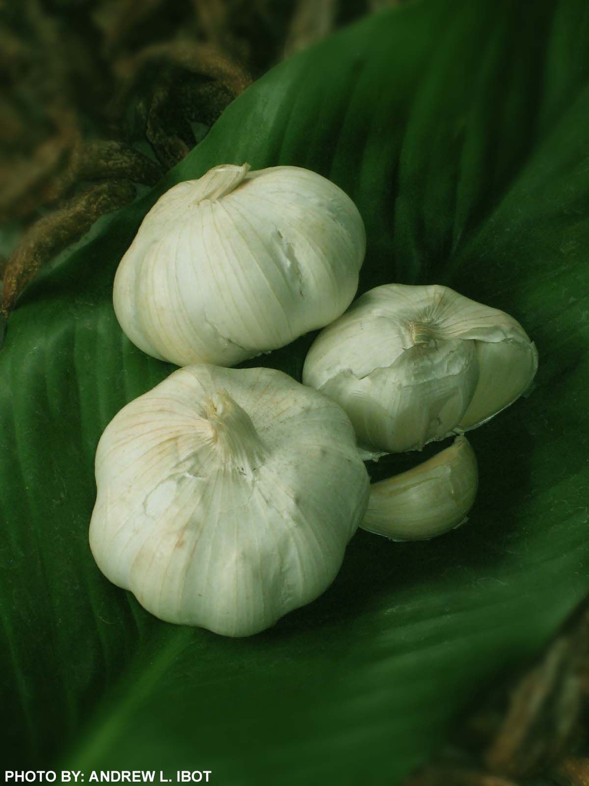 Ako si ANDREW IBOT! Bawang ( Garlic ) Halamang Gamot / Herbal Medicine