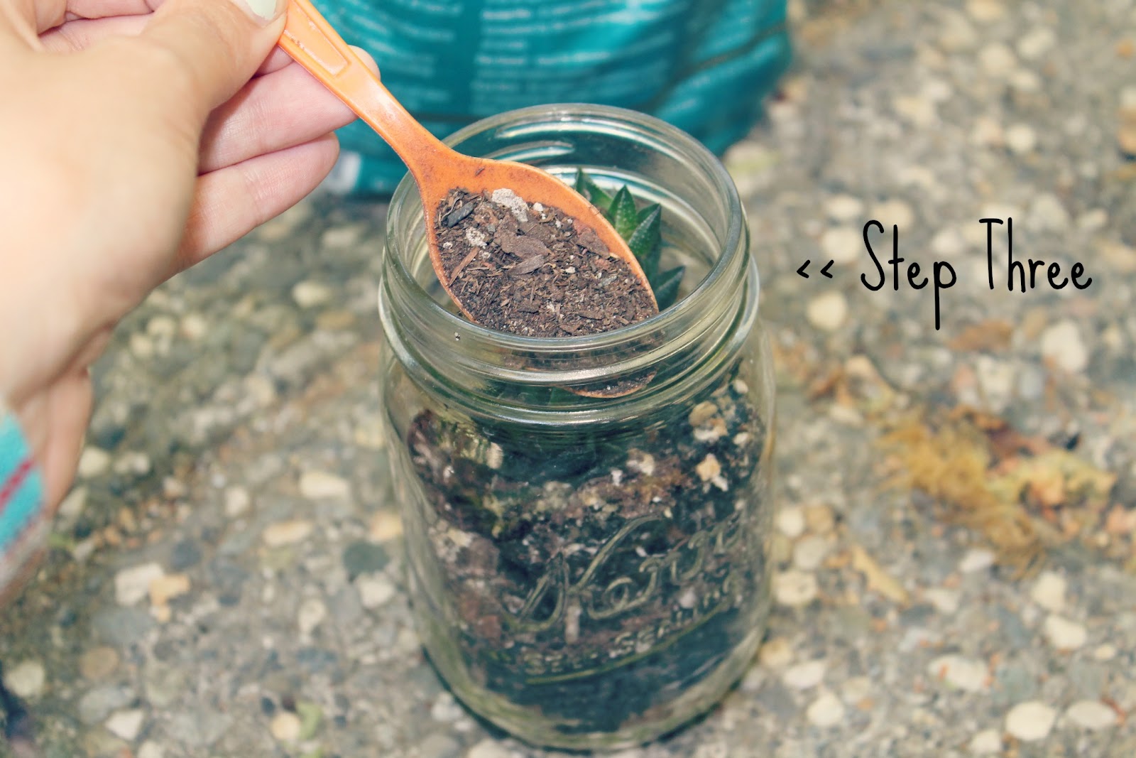 abhaya DIY >> Succulent Planters