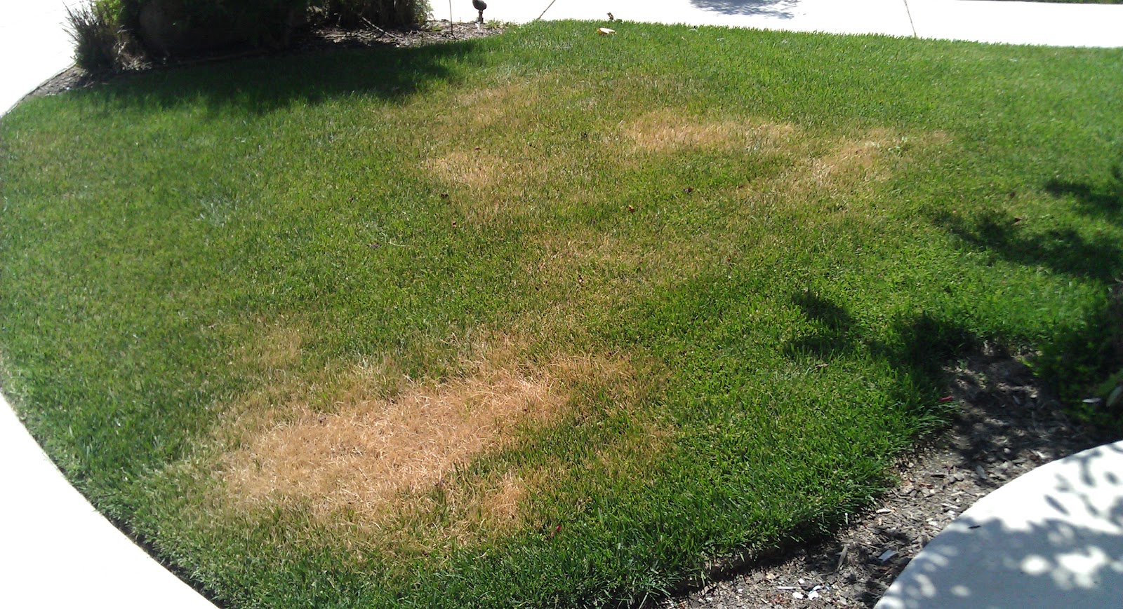 Lawn and Landscape Tips from the Turf Doctor Why is My Lawn Brown?