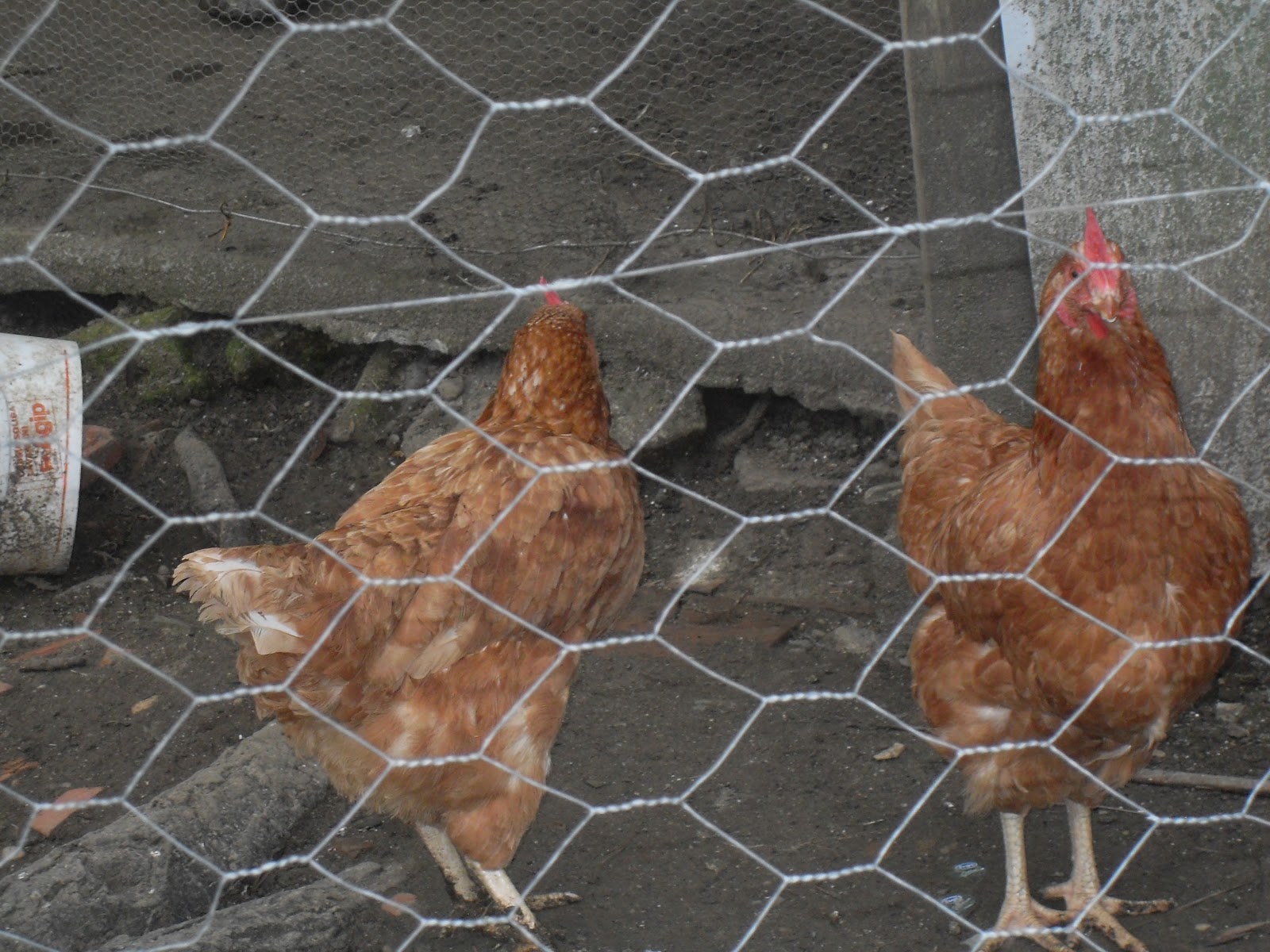 How to Start a Chicken Farm Business Small Business Ideas