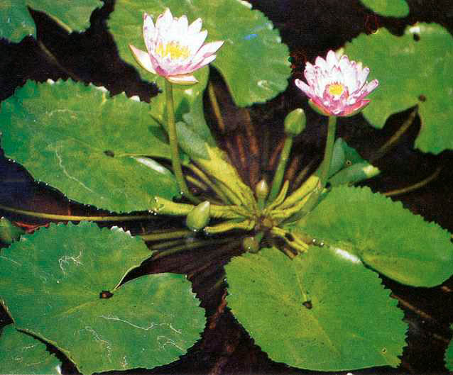 Bunga Teratai (Nymphaea) - Media Belajarku