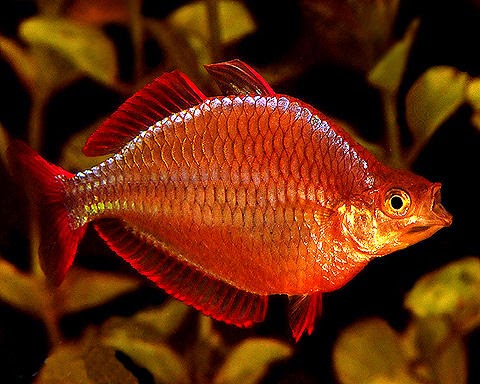Red Rainbowfish (Glossolepis Incisus)