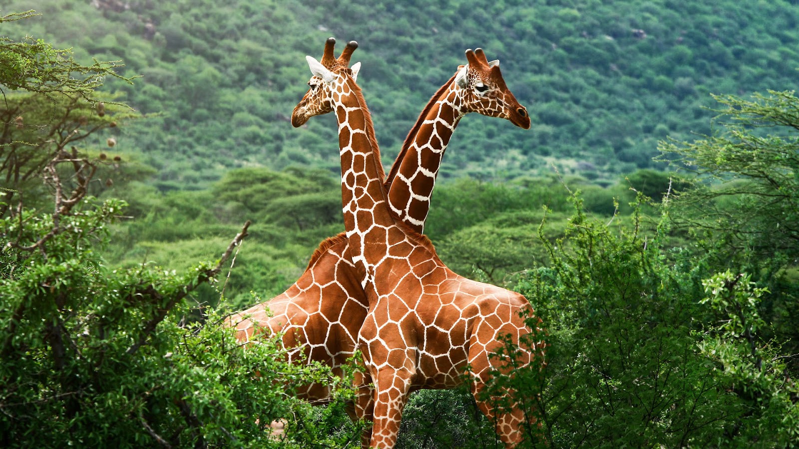 Giraffe with Blonde Fur - wide 1