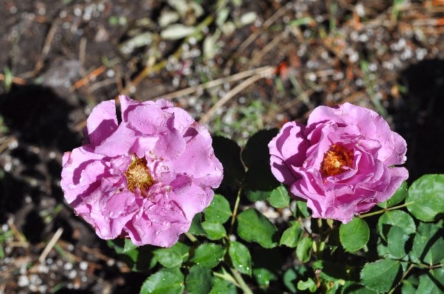 pink roses coloradoviews.filminspector.com