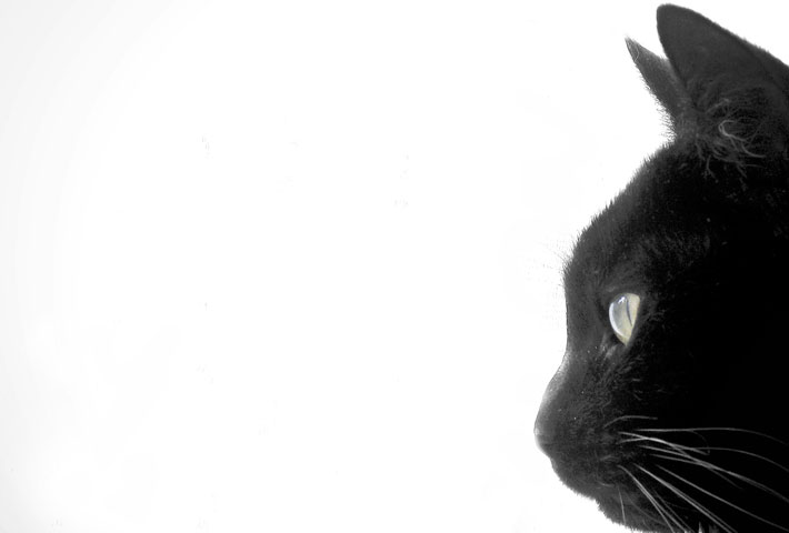 black cat black cats
