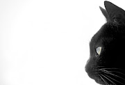 Yup. Isn't the cat creepy? Yeah. I thought so. black cat