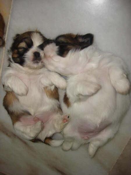 shih tzu vomiting puppy dogs shih tzu puppies shih tzu vomiting puppy dogs shih tzu puppies