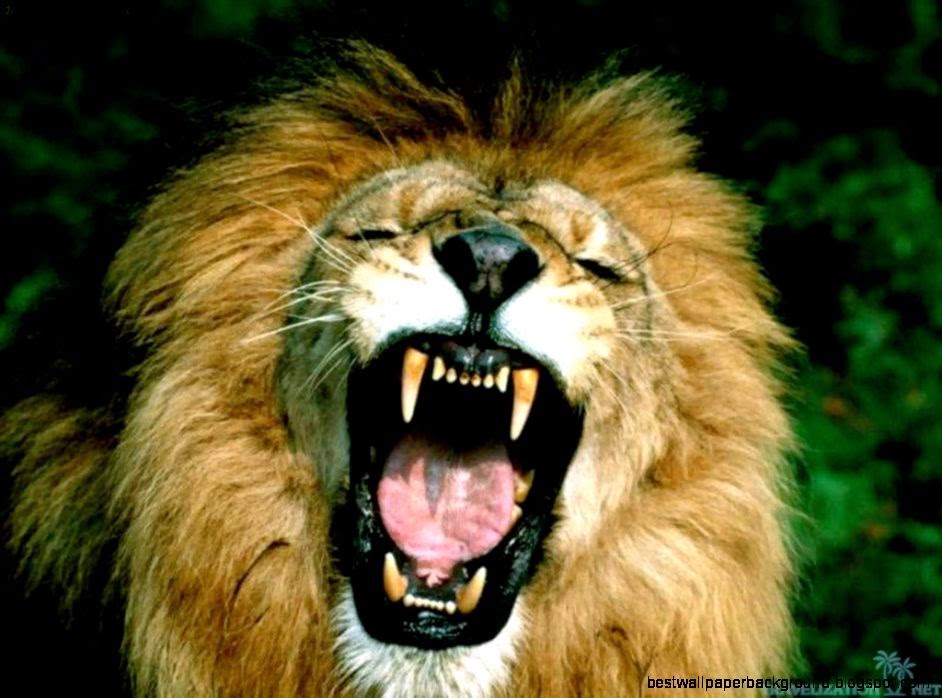 Wild animal screensavers  Wallpapers and funny pictures Wild animal screensavers  Wallpapers and funny pictures