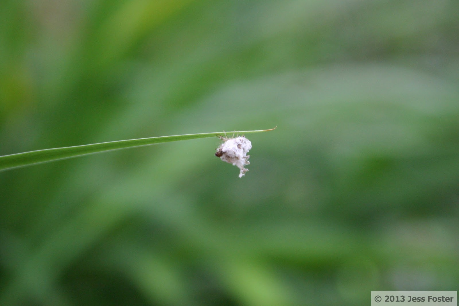 Sluggin' Along Attack of the Dust Bunnies!