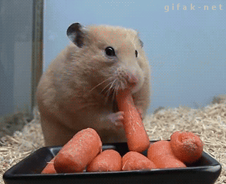 Funny animal gifs, animated gif, hamster stuffed carrots on his cheeks