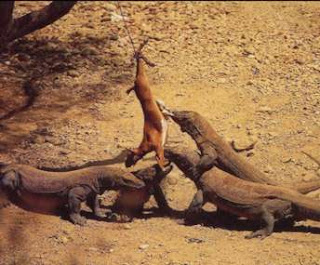 can you die from comodo dragon bite can you die from comodo dragon bite